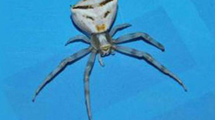 İnsan y&uuml;zl&uuml; &ouml;r&uuml;mcek