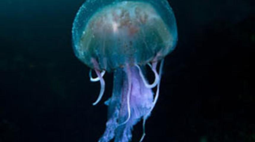 Vahşi yaşamdan &ccedil;arpıcı kareler