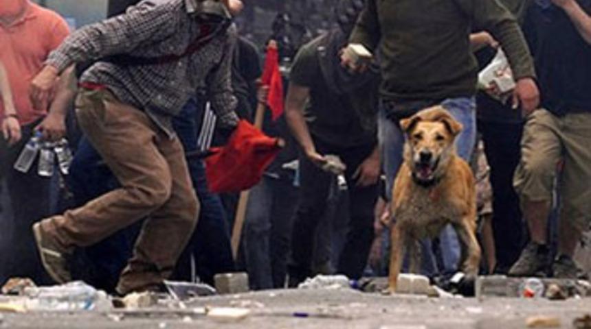 Eylemci k&ouml;peği k&ouml;pr&uuml;den attılar