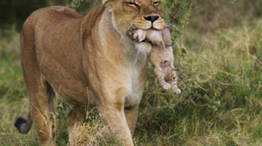 Yavrusu için kendini feda etti