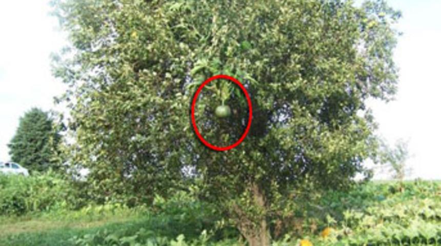 Armut ağacındaki kabak şaşırttı