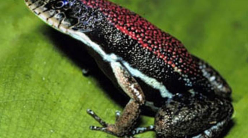 Yeni t&uuml;r hayvanlar!