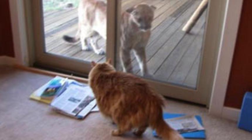 Puma ile kedi karşılaşırsa