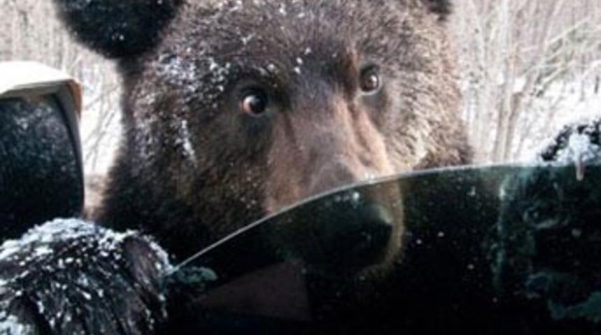 A&ccedil; ayılar yol kestiler