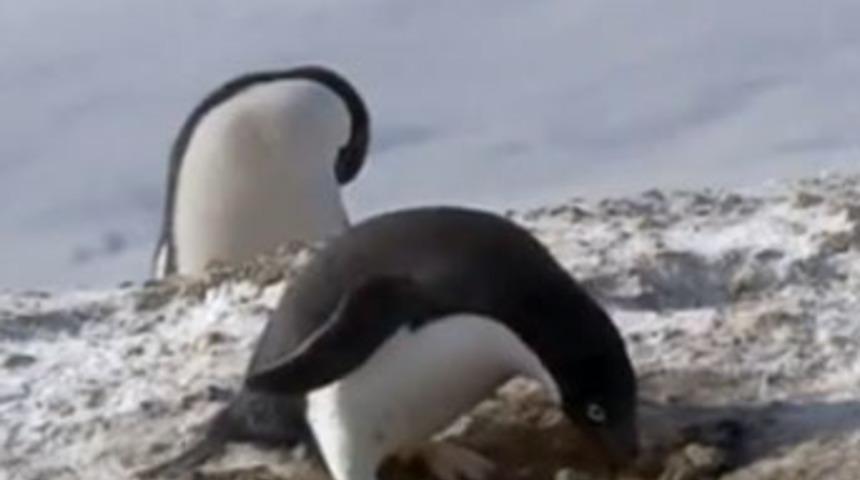 Hırsız penguen su&ccedil;&uuml;st&uuml; yakalandı!