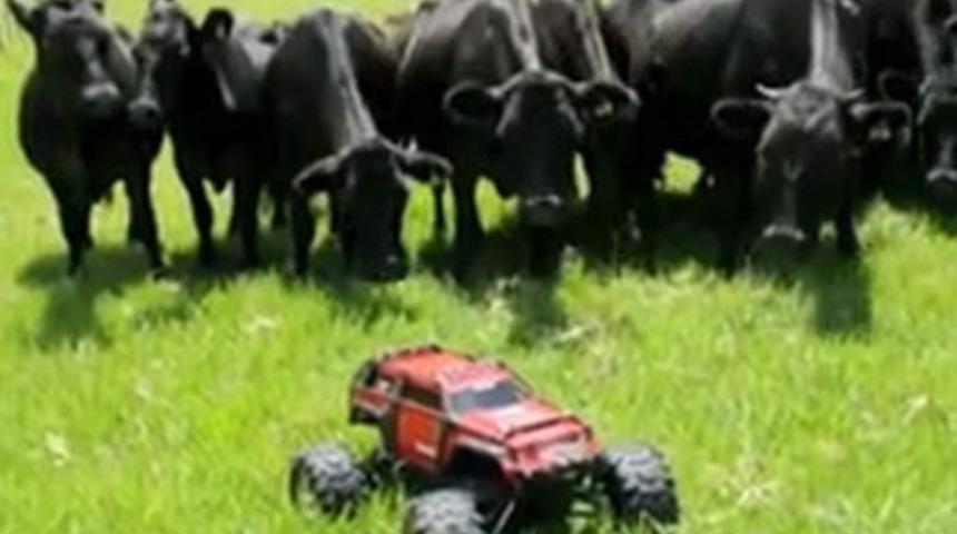 İneklerin uzaktan kumandalı arabayla sınavı