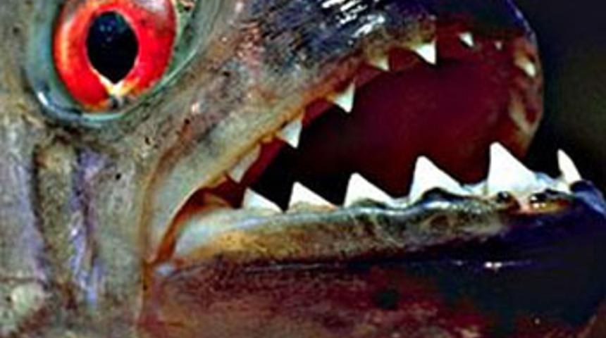 Piranhalarla ilgili hayrete d&uuml;ş&uuml;ren ger&ccedil;ek