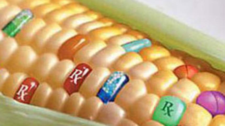 GDO'lu mısıra izin çıktı