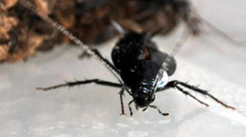 350 milyon yıldır aynı