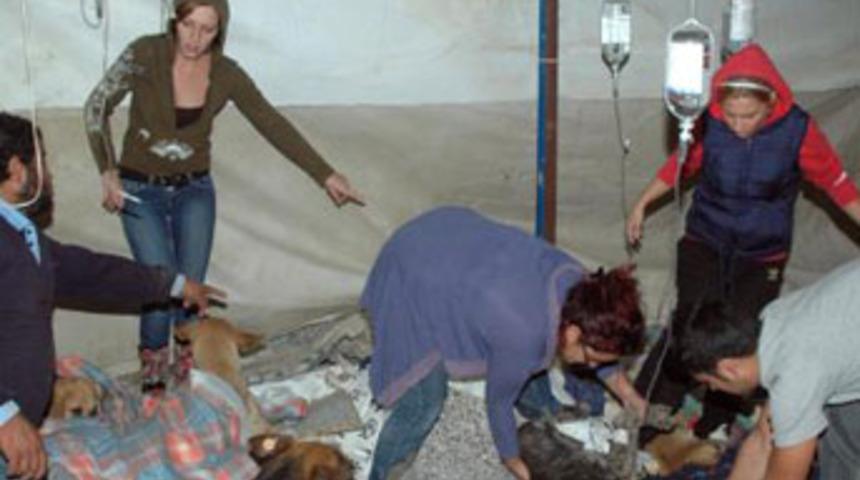 Y&uuml;zlerce k&ouml;peği zehirlediler!