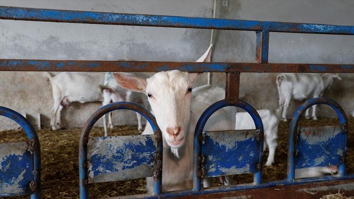"KANDIRA'YI SEÇMEMİZDE İLK FAKTÖR İNSANLARIN ÇOK İYİ OLMASI"