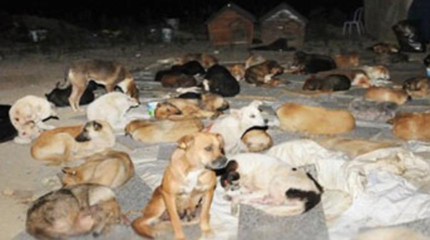 İstanbul'da k&ouml;pek katliamı girişimi