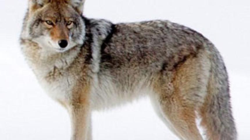 Avcıyken av oluyordu