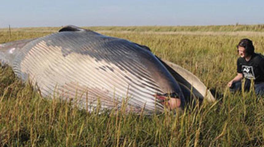 Tarlada &ouml;l&uuml; balina bulundu