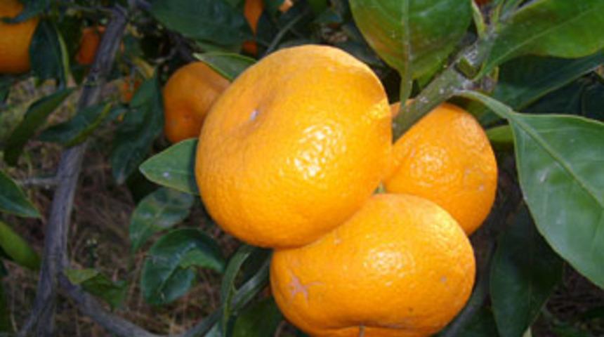 Gazlı mandalinaya dikkat