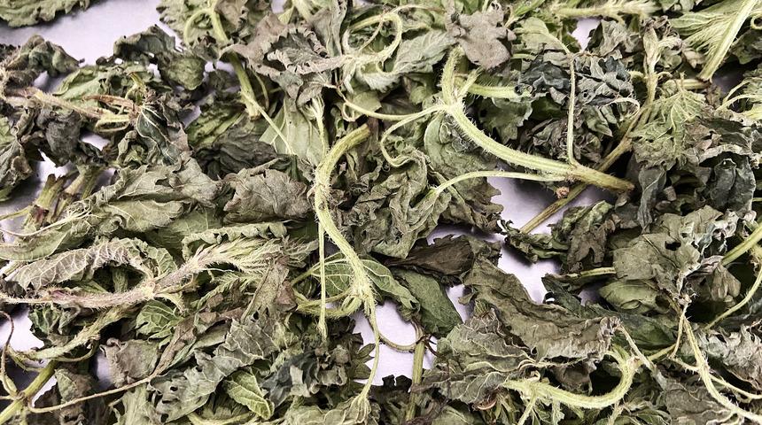 Isırgan otu faydaları nelerdir, hangi hastalıklara iyi gelir? Isırgan otu nasıl tüketilmeli?