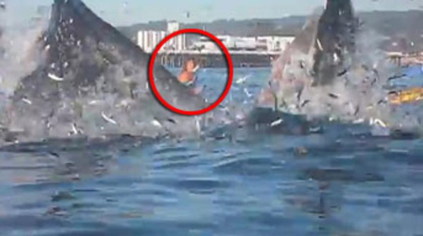 Balinaya &ouml;ğle yemeği olacaktı