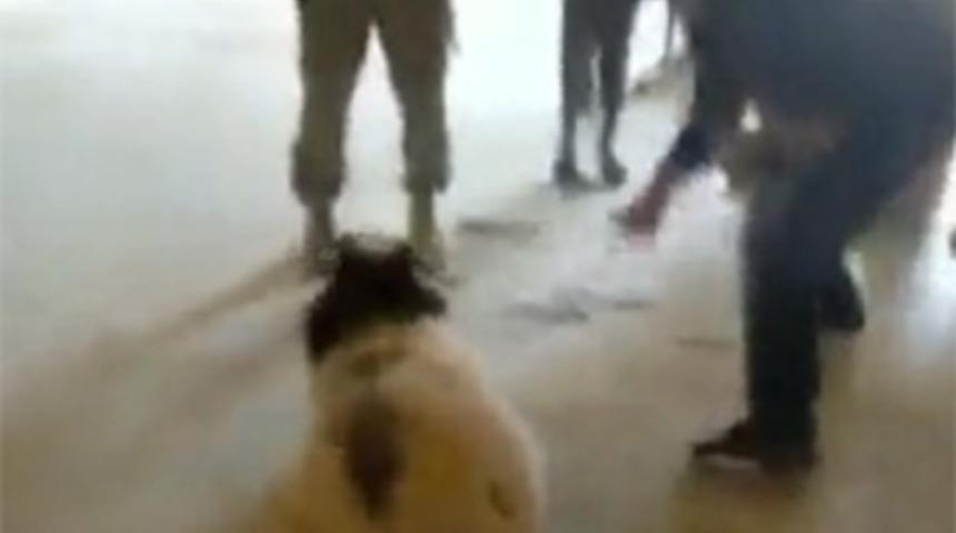 Amerikan askerlerinin kurbanlık koç vahşeti!