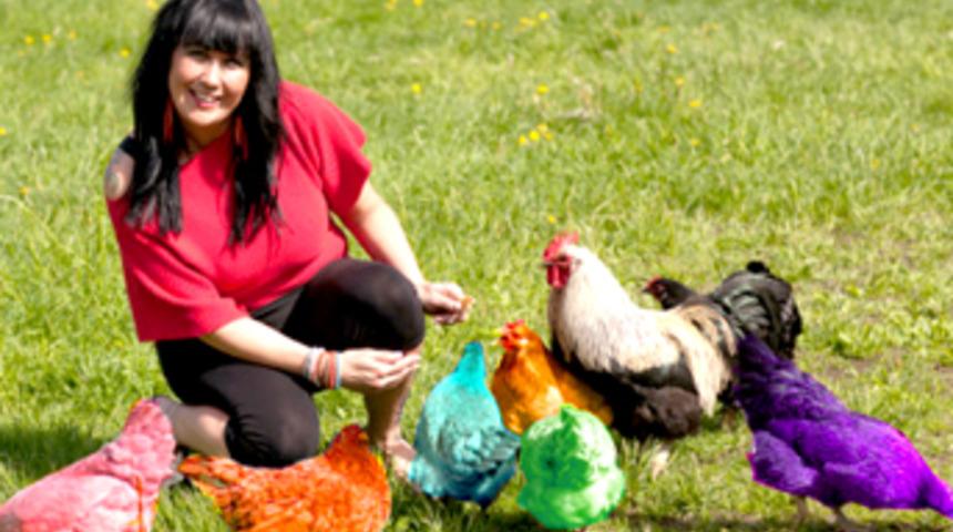 Renkli tavuk yetiştirdi, piyasaları salladı!