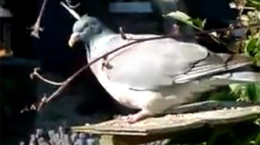 Kafasındaki &ccedil;iviyle yaşayan g&uuml;vercin!