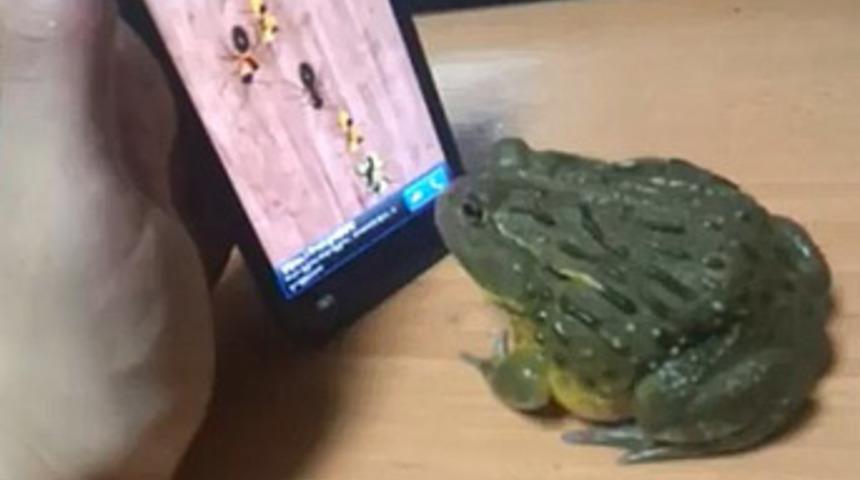 A&ccedil; kurbağa sahibinin parmağını ısırdı!