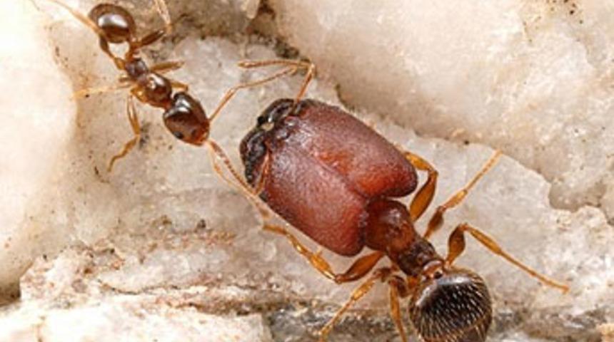 65 milyon yıl sonra geri d&ouml;nd&uuml;ler