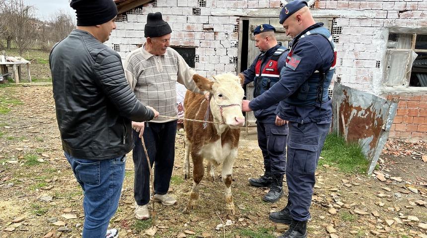 Sinop'ta yaşlı adamın &ccedil;alınan ineği jandarma ekiplerince Kastamonu'na bulundu