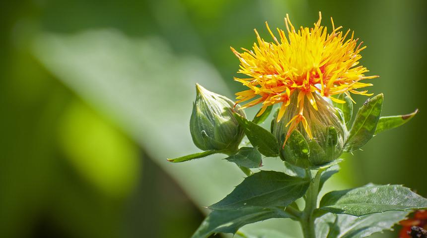Aspir çiçeği faydaları nelerdir, ne işe yarar? Aspir çiçeği çayı nasıl yapılır?