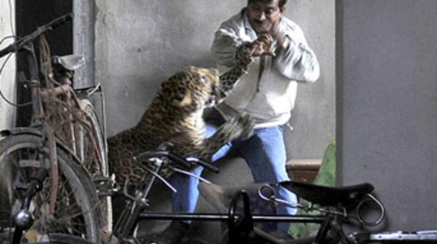 Leopar dehşet sa&ccedil;tı