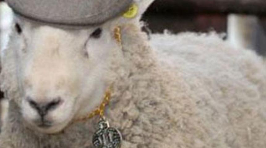 24 saatte 33 koyunu hamile bıraktı