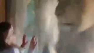 Küçük kız, aslanı fena kızdırdı