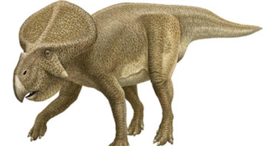 Gobi Çölü'nde dinazor yuvası