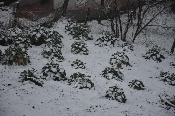 Dün güneşli havanın tadını çıkarmışlardı! Sabah uyandıklarında şaşkına döndüler 'Mevsimler şaşırdı' G2