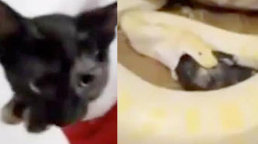 Bunu yapan insan olamaz!