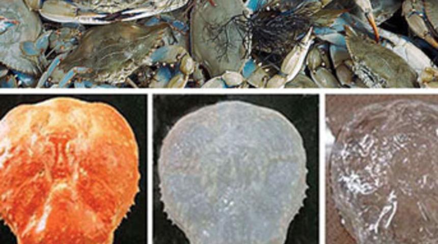 B&uuml;k&uuml;lebilir ekranlar ile yenge&ccedil; kabukları