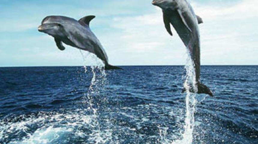 Yunuslarla konuşabileceğiz