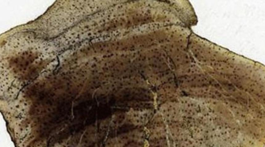 Darwin'e ait kayıp fosilleri bulundu