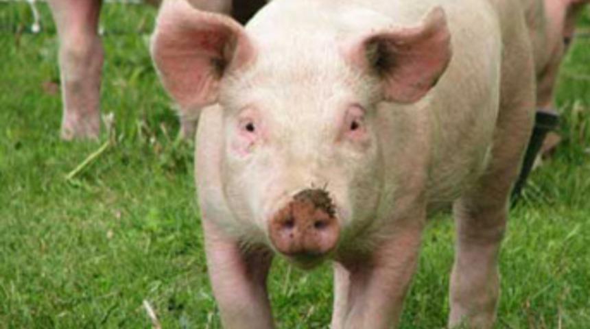 Domuz yerine kendi boğazını kesti