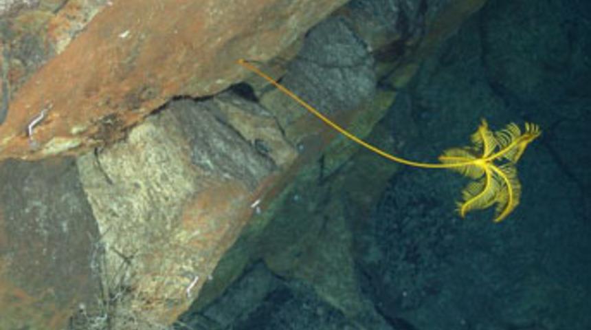 "Kayıp dünya" keşfedildi!