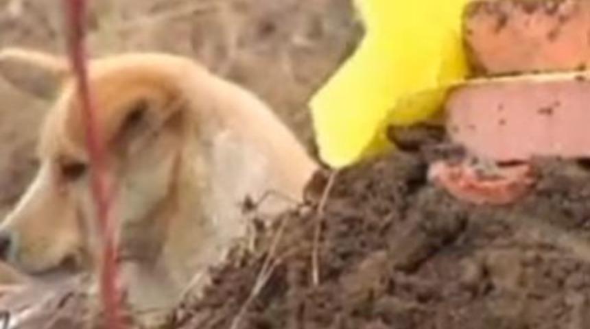 6 aydan beri mezarın başında n&ouml;bet tutuyor