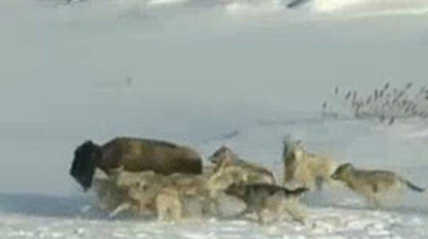 Hayvanlar aleminde böyle hainlik görülmedi