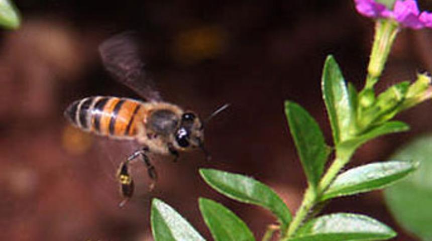 Genç kalmanın sırrı arılarda