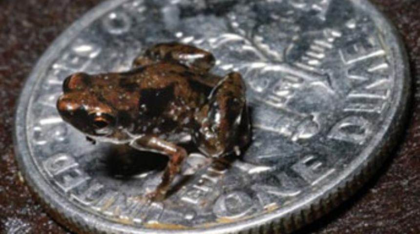 Omurgalı ailesinin en küçük ferdi