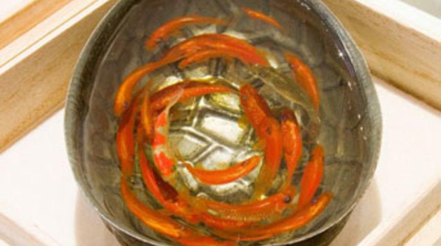 İnanılmaz balıklar!