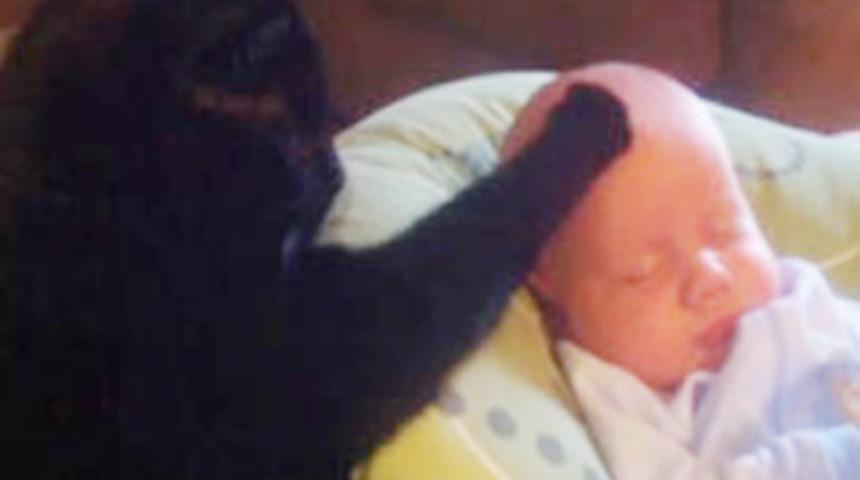 Bakıcı kedi, bebek uyutuyor