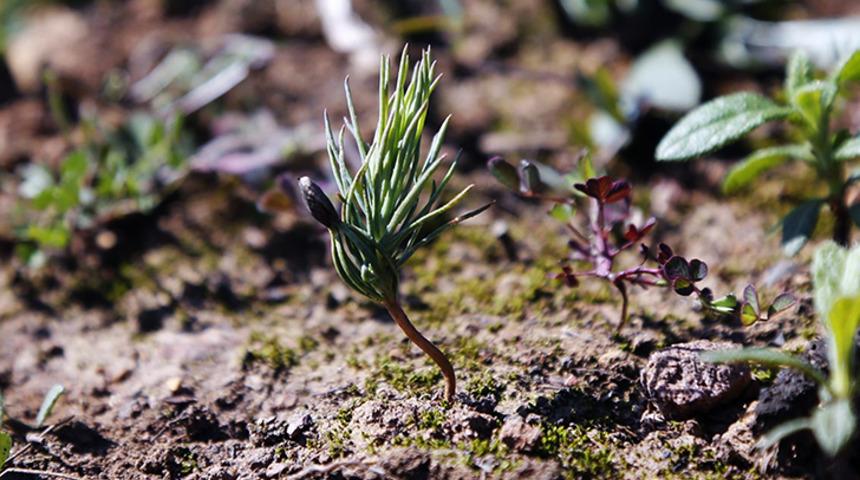Milas'ta yanan ormanlar küllerinden yeşeriyor!