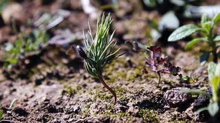 Milas'ta yanan ormanlar küllerinden yeşeriyor!