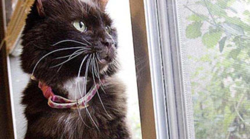 İki kez uyutuldu ama &ouml;lmedi