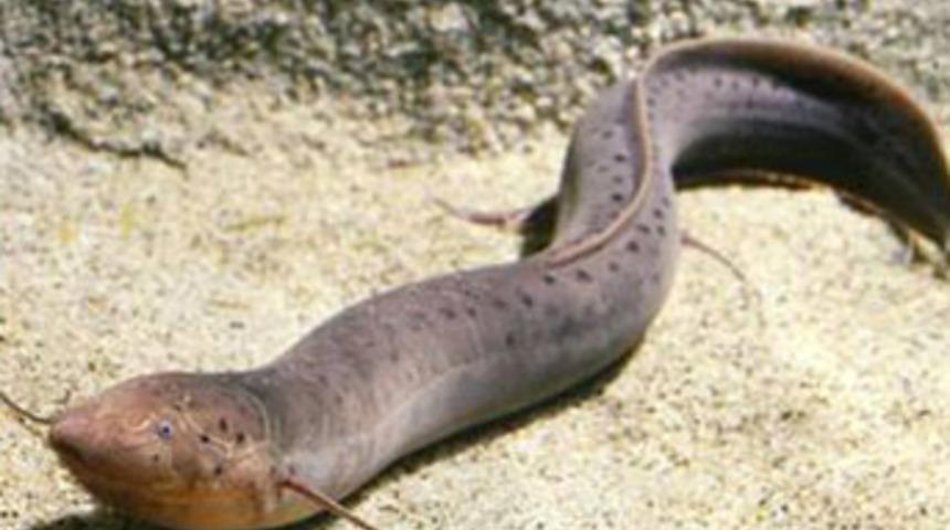 Y&uuml;r&uuml;yen balık g&ouml;r&uuml;nt&uuml;lendi