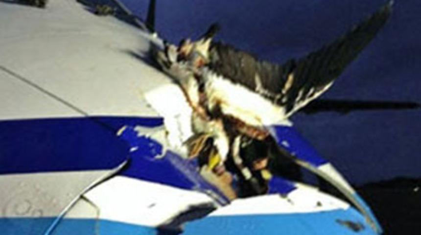 Albatros uçakta 1 metrelik delik açtı